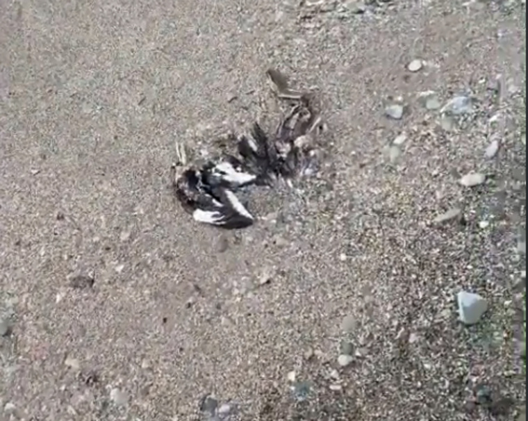 На побережье поселка Джубга (Краснодарский край) обнаружены мертвые дельфины и птицы