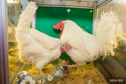 Оптовые цены на курицу в РФ начали падать