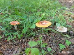Бывший военный полигон Ялунино, грибы