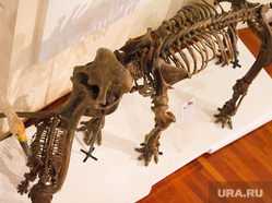 Выставки "Мыс священной собаки" и "Палеогеновое море". Ханты-Мансийск, кости, скелет мамонта