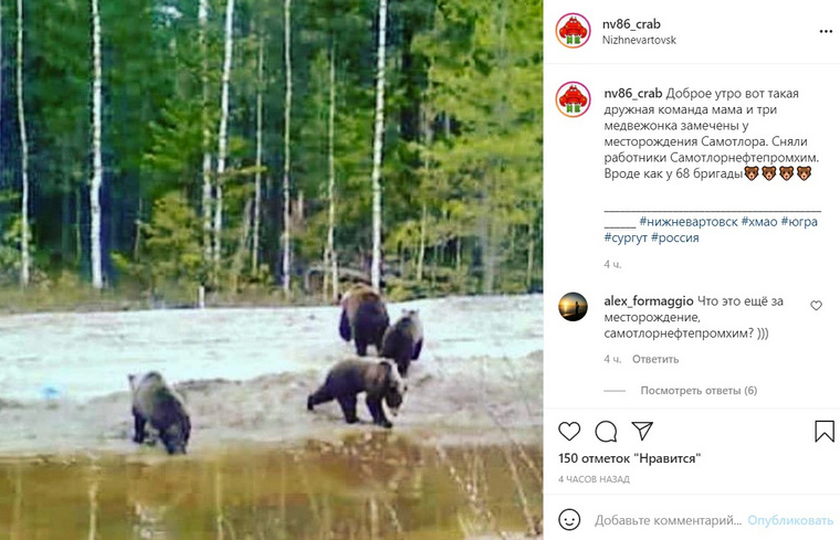 Пост о медведях опубликован в аккаунте Instagram (деятельность запрещена в РФ) «nv86_crab»