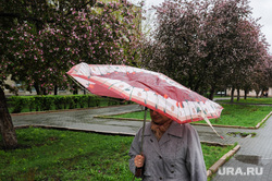 Дождь, непогода. Челябинск, погода, непогода, климат, весна, дождь, зонт, яблони цветут