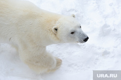 Белый медведь Челябинск, алтын, белый медведь, полярный медведь