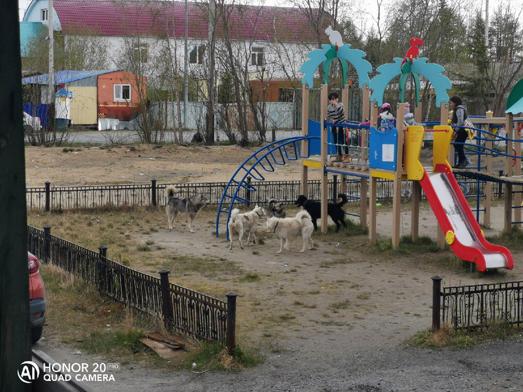 Стая собак на одной из детских площадок Салехарда