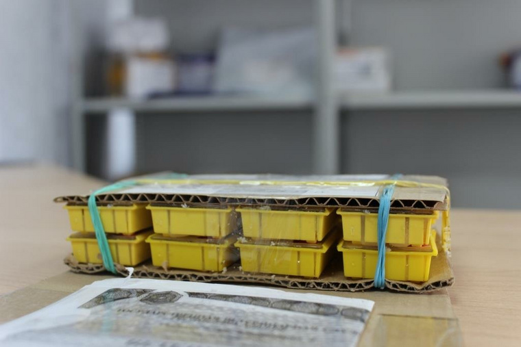 Пчел перевозят в специальных контейнерах, в которые заложено питание для насекомых