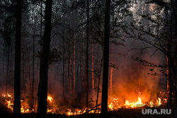 Пожар под Рефтинским. Свердловская область, пламя, огонь, лесной пожар, пожар в лесу