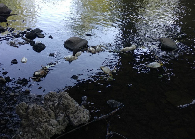 Погибшая рыба усеяла берега реки Ай в Златоусте