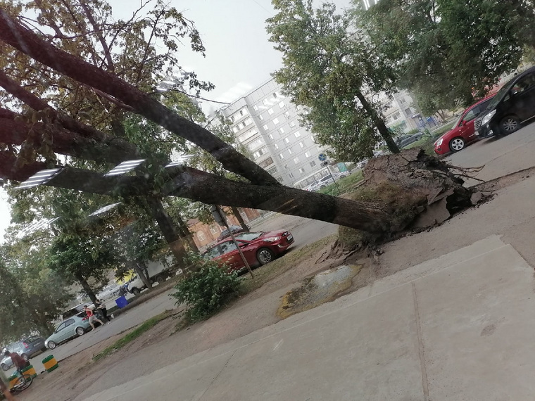 Сильный ветер вырвал с корнем деревья в Чайковском