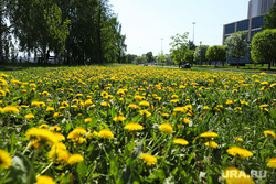 Весна в городе. Екатеринбург, одуванчик, городские цветы, цветение, весна, одуванчики, цветущие деревья, городские клумбы