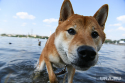 Виды Екатеринбурга, собака, выгул собак, домашний питомец, породистая собака, сиба-ину, купание собак