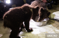 Перевозка трех бурых медвежат из аэропорта Кольцово в Хабаровск. Екатеринбург, медведи, грузовой терминал, перевозка животных, пьет молоко, медвежата