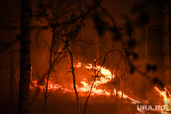 Пожар под Рефтинским. Свердловская область, пламя, огонь, лесной пожар