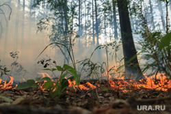 Верховые пожары в поселках Джабык и Запасное. Челябинская область