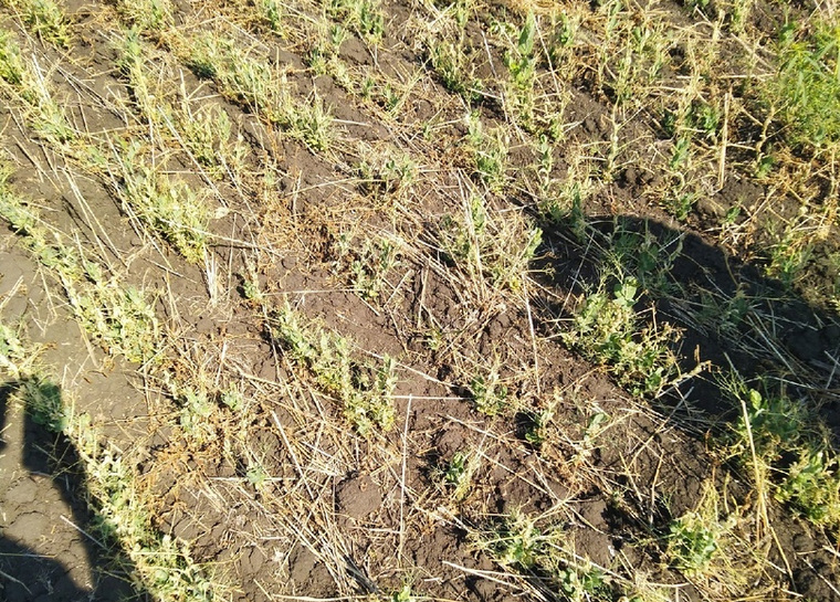 Из-за засухи в Куртамышском районе почве не хватает влаги
