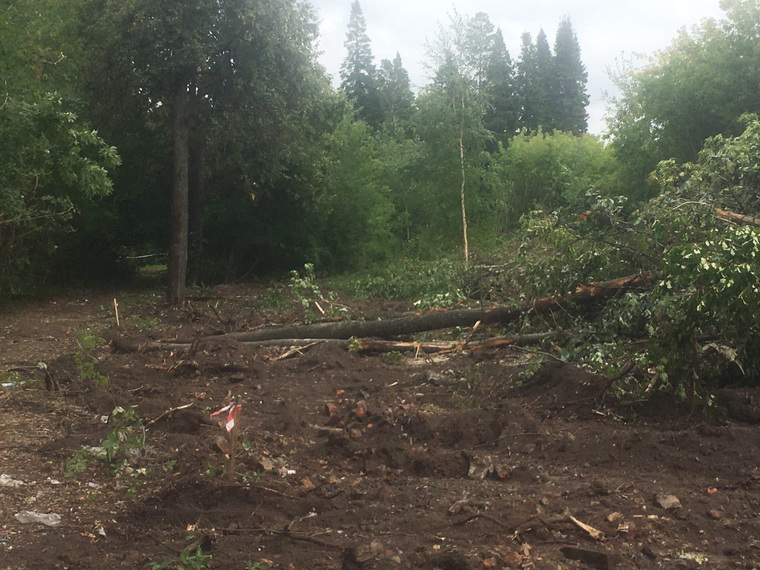 Местные жители утверждают, что в Аптекарском саду Тобольска начали массово валить деревья