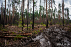 Незаконная вырубка леса. Свердловская область, поселок Рассоха, деревья, лес, вырубка леса, поселок рассоха, вырубка деревьев
