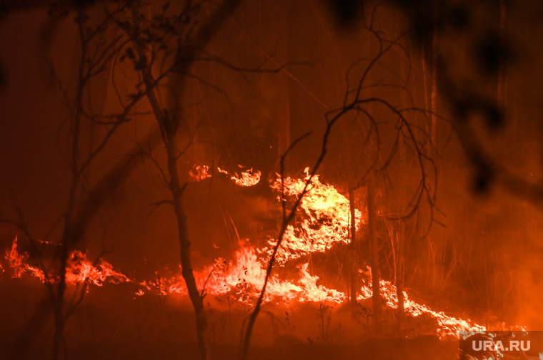 Причиной лесных пожаров стал поджег