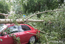 Упавшие деревья после урагана. Тюмень, ураган, штормовое предупреждение, шторм, упавшее дерево, дерево упало на машину