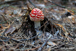 Осенняя природа, разное Курган, мухомор, ядовитые грибы