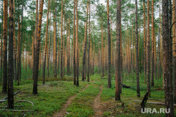 Природа ХМАО. Сургут, сосны, лес, природа, пейзаж