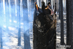 Пожар под Рефтинским. Свердловская область, пожарище, дерево горит, сгоревший лес, лесные пожары, лес после пожара