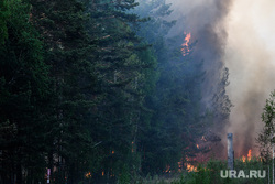 Пожар под Рефтинским. Свердловская область, лесной пожар, пожар в лесу, дымка, лес в дыму, дым от пожара