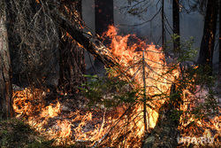 Новый лесной пожар под Первоуральском угрожает коллективным садам