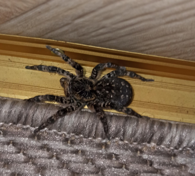 Жители Белозерки находят в своих домах тарантулов