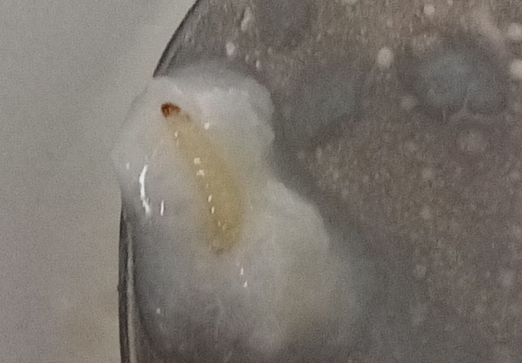 Ученики школы №17 Кургана нашли червя в рисовой каше