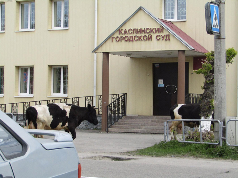 Каслинцы к появлению коров у здания суда отнеслись с юмором