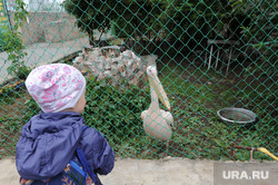 Челябинский зоопарк открыли для посещения. Челябинск, зоопарк, животные, пеликан