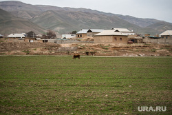 201-я российская военная база. Таджикистан, Душанбе, корова, жилые дома, природа, луг