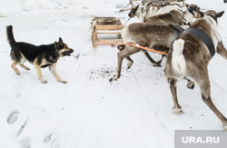 День оленевода в селе Аксарка, ЯНАО, собака, дворняга, оленья упряжка, лает