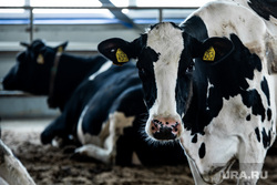 Молочная ферма Балтымского агропромышленного комплекса. Свердловская область, поселок Балтым, коровы, ферма, корова, коровник, животноводство, молочная ферма, сельское хозяйство