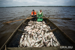 Добыча рыбы в Сургутском районе. Сургут, рыбаки, улов, рыба, гребцы, язь, лодка, на веслах