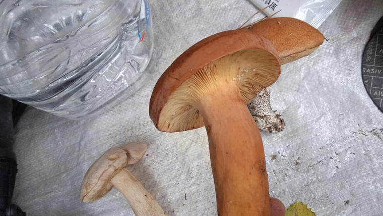 Необычный гриб
