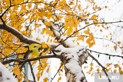 Первый снег. Нижневартовск, зима, погода, желтые листья, первый снег
