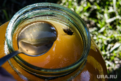 Виды Челябинской области, лакомство, пчела, мед