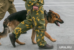 День пограничника. Курган, служебная собака, сторожевая собака, камуфляж, охрана границы