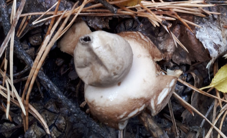 У данного вида грибов есть мешочек со спорами, который выпускает «дым»