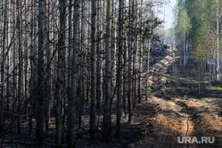 Пожар под Рефтинским. Свердловская область, сгоревший лес, лесные пожары, лес после пожара