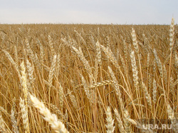 Пшеница
Курганская область, пшеница, урожай, зерновые, сельское хозяйство