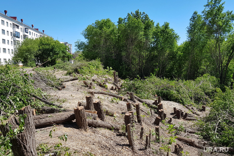 Вырубка деревьев на набережной в Центральном парке культуры и отдыха. Курган