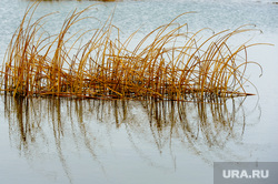 Озеро Сугояк, поселок Лазурный. Челябинская область, камыш, природа, экология, озеро сугояк