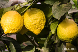 Лимонарий. Агаповский район, Челябинская область, цитрусовые, лимоны, фрукт