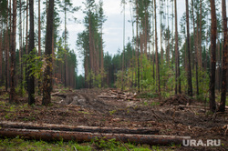 Незаконная вырубка леса. Свердловская область, поселок Рассоха, деревья, лес, вырубка леса, поселок рассоха, вырубка деревьев