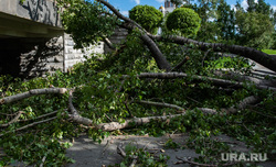 Последствия урагана в Екатеринбурге, екатеринбург , ураган, циклон, последствия урагана, устранение последствий, дерево