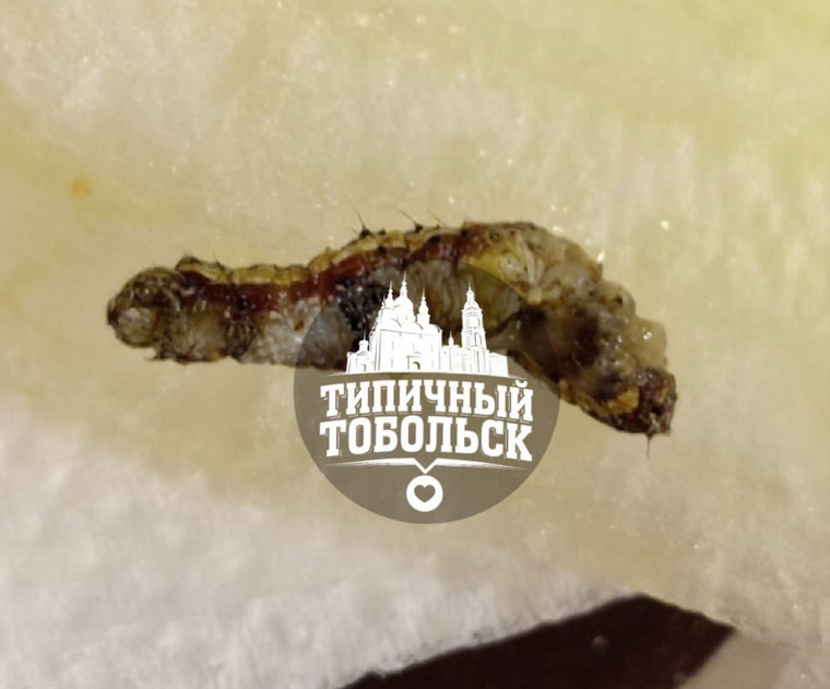 Фотографию личинки насекомого возмущенный житель Тобольска выложил в соцсети