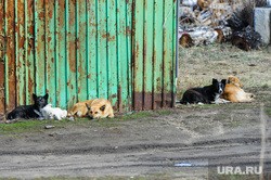 Канализационные стоки в поселке Трубный, Сосновского района Челябинской области, собаки, бродячие собаки, животные, псы
