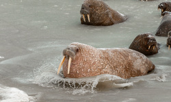 В ЯНАО было насчитано около 5 тысяч моржей